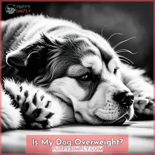 Is My Dog Overweight?