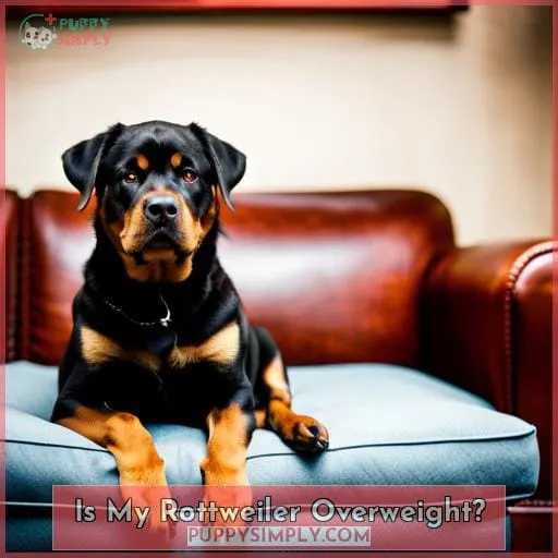 Is My Rottweiler Overweight?