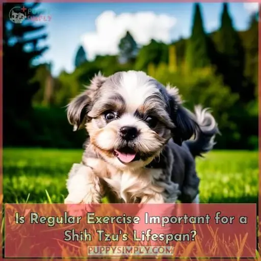 Is Regular Exercise Important for a Shih Tzu