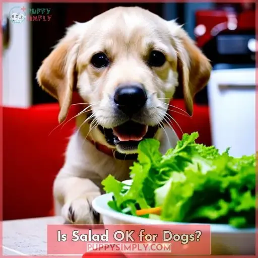 Is Salad OK for Dogs