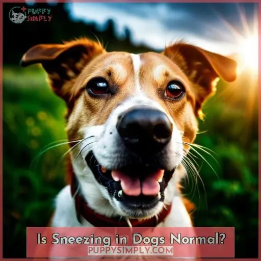 Is Sneezing in Dogs Normal?