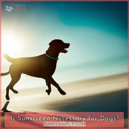 Is Sunscreen Necessary for Dogs?