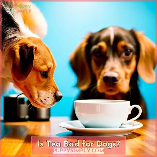 Is Tea Bad for Dogs?