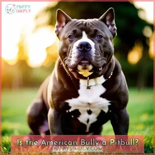 Is the American Bully a Pitbull?