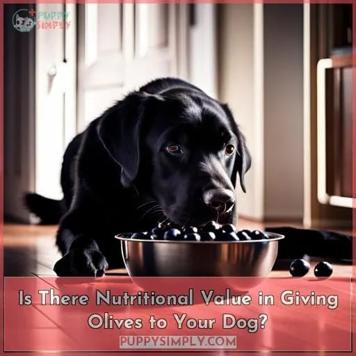 Is There Nutritional Value in Giving Olives to Your Dog