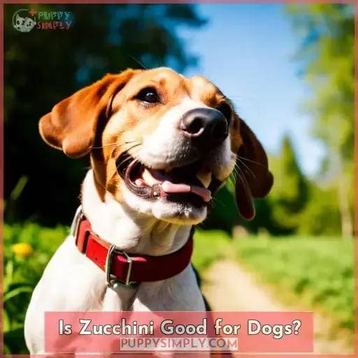 Is Zucchini Good for Dogs