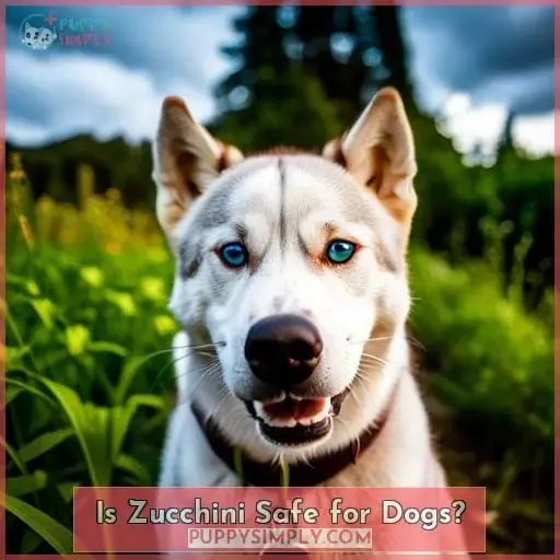 Is Zucchini Safe for Dogs