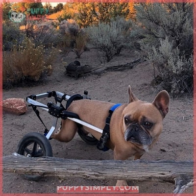 K9 Carts Dog Wheelchair for