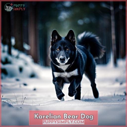 Karelian Bear Dog