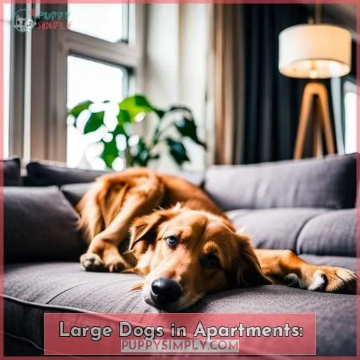 Large Dogs In Apartments .webp