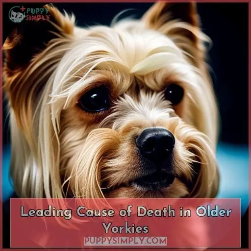 Leading Cause of Death in Older Yorkies