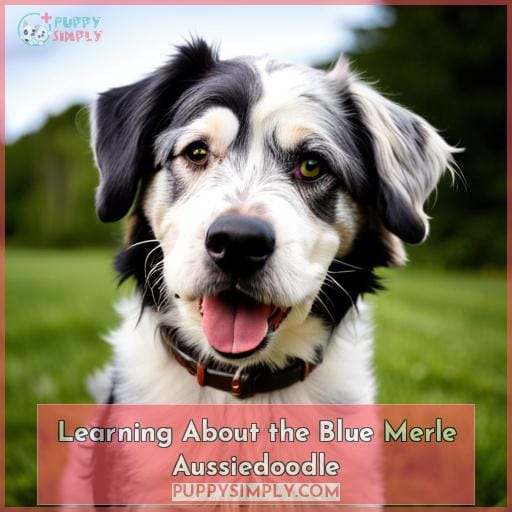Learning About the Blue Merle Aussiedoodle