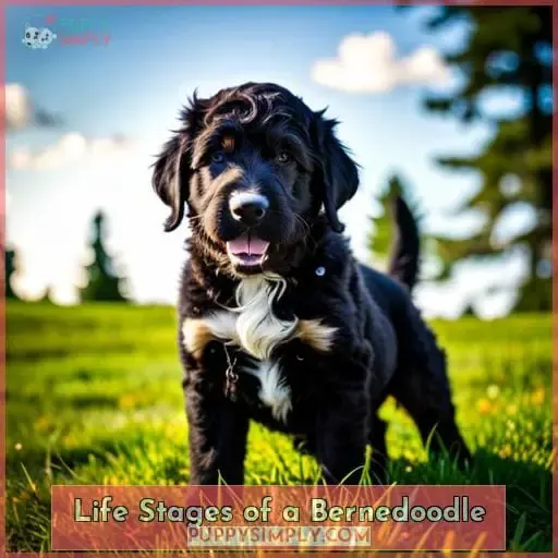Life Stages of a Bernedoodle