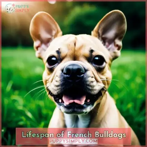 Lifespan of French Bulldogs