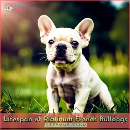 Lifespan of Platinum French Bulldogs