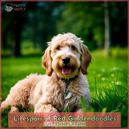 Lifespan of Red Goldendoodles