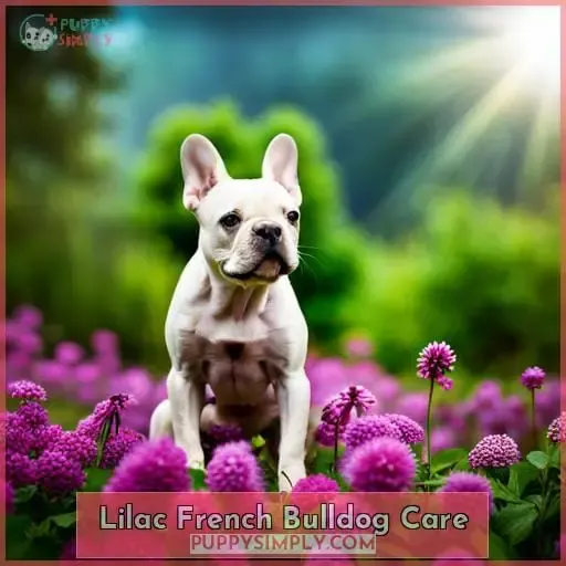 Lilac French Bulldog Care