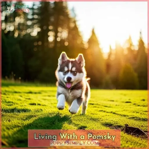 Living With a Pomsky