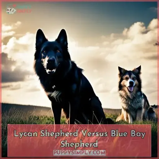Lycan Shepherd Versus Blue Bay Shepherd