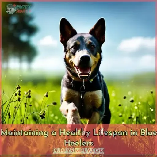 Maintaining a Healthy Lifespan in Blue Heelers