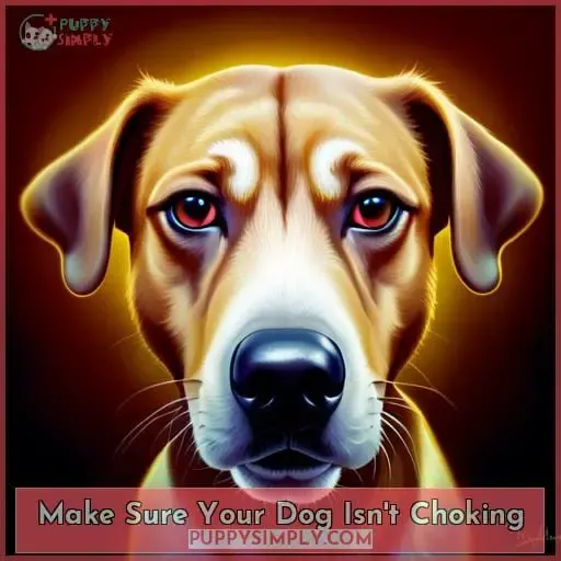 Make Sure Your Dog Isn