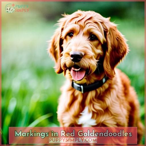 Markings in Red Goldendoodles