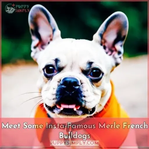 Meet Some Insta-Famous Merle French Bulldogs