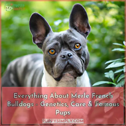 Everything About Merle French Bulldogs - Genetics, Care & Famous Pups