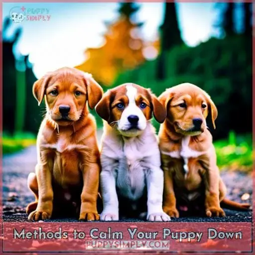 Methods to Calm Your Puppy Down