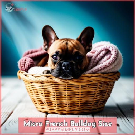 Micro French Bulldog Size