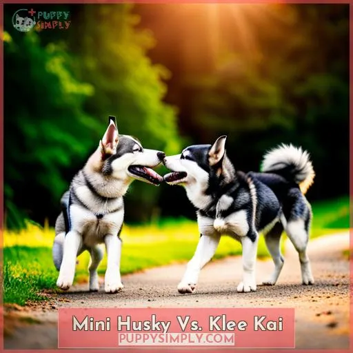 Mini Husky Vs. Klee Kai