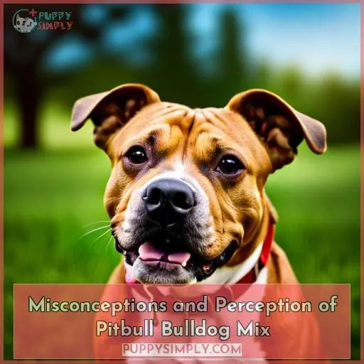 Misconceptions and Perception of Pitbull Bulldog Mix