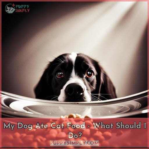 My Dog Ate Cat Food - What Should I Do?