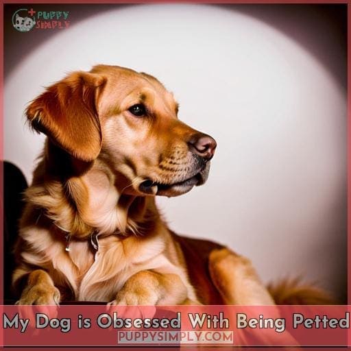 Why Is My Dog Obsessed With Me? 7 Reasons & Solutions