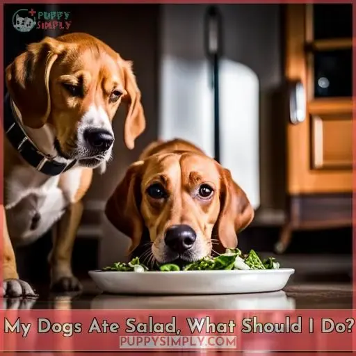My Dogs Ate Salad, What Should I Do