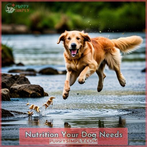 Nutrition Your Dog Needs