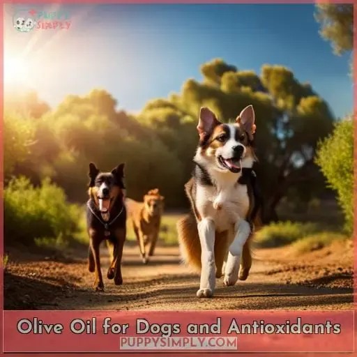 Olive Oil for Dogs and Antioxidants