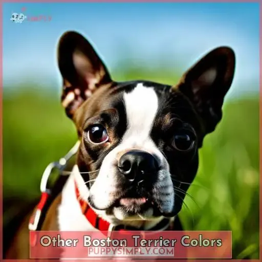 Other Boston Terrier Colors