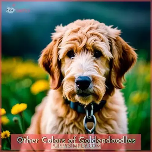 Other Colors of Goldendoodles