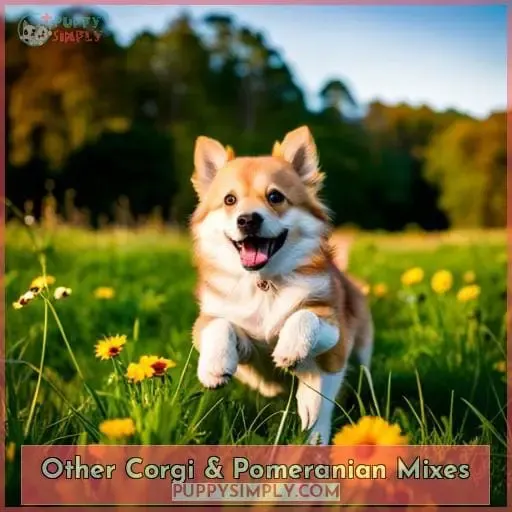 Other Corgi & Pomeranian Mixes