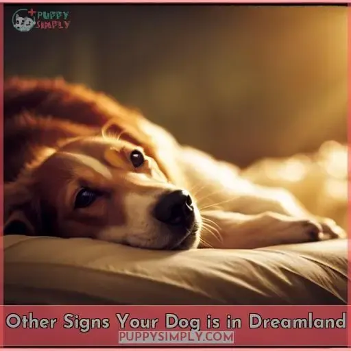 Other Signs Your Dog is in Dreamland