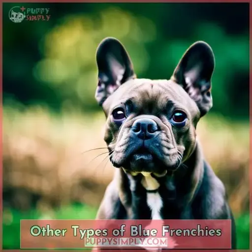 Other Types of Blue Frenchies