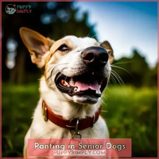 Panting in Senior Dogs