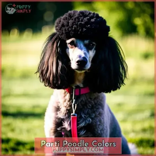 Parti Poodle Colors