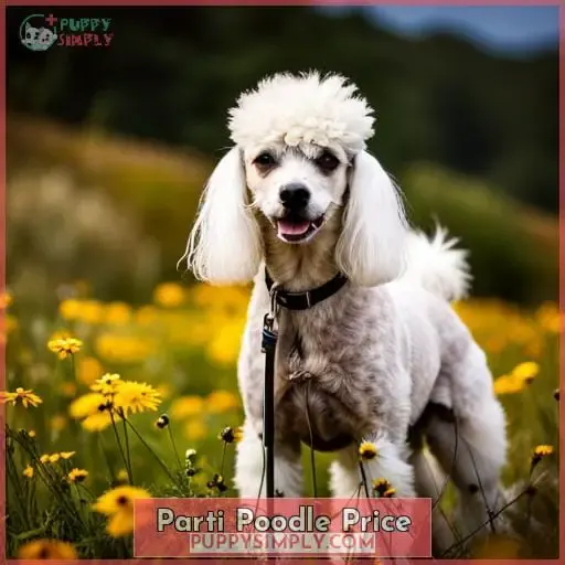 Parti Poodle Price