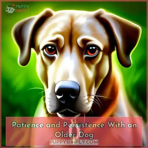 Patience and Persistence With an Older Dog