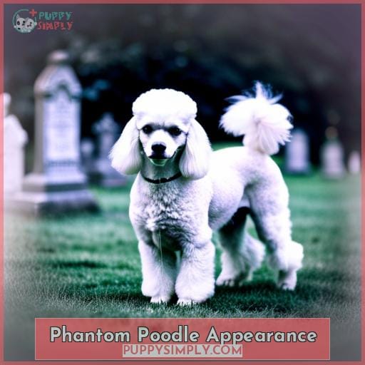 Phantom Poodle All You Need To Know For 2023