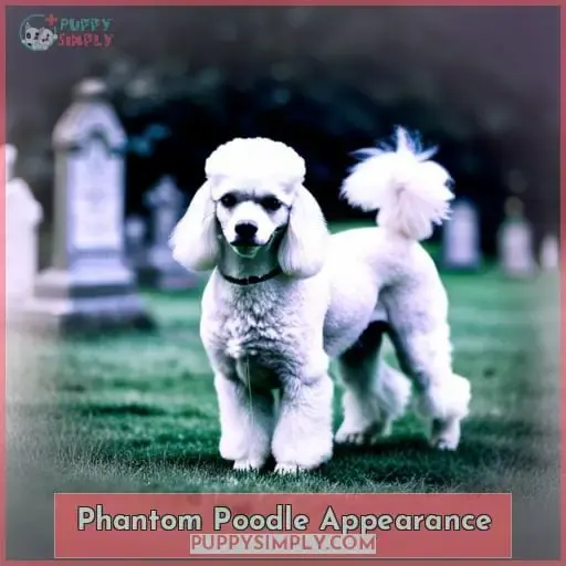 Phantom Poodle Appearance