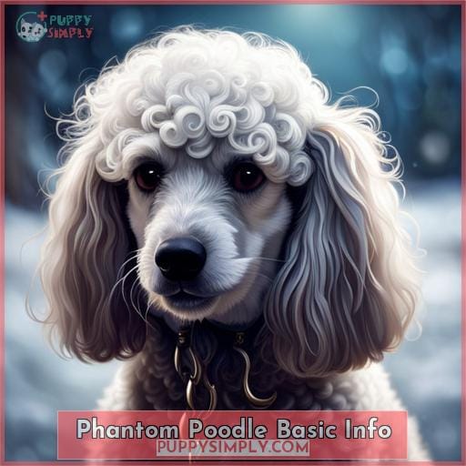 Phantom Poodle Basic Info