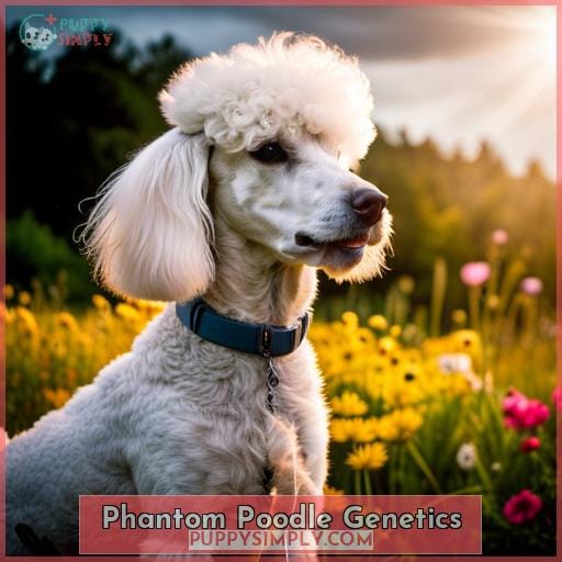 Phantom Poodle Genetics